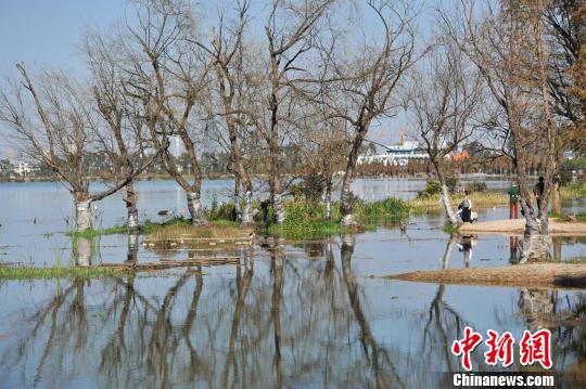 图为滇池边湿地公园已成为昆明市民周末休闲最佳去处。　任东 摄