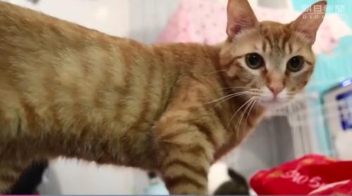 名古屋“保护猫咖啡”里的猫咪。(图片来源:《朝日新闻》视频截图) 名古屋“保护猫咖啡”里的猫咪。(图片来源:《朝日新闻》视频截图)