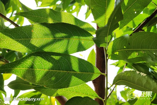 十年莓粉上手黑莓KEY2,经典与实用兼具的情怀机又回来了 十年莓粉上手黑莓KEY2,经典与实用兼具的情怀机又回来了