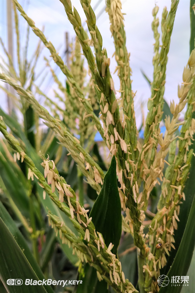 十年莓粉上手黑莓KEY2,经典与实用兼具的情怀机又回来了 十年莓粉上手黑莓KEY2,经典与实用兼具的情怀机又回来了