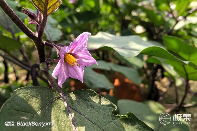 十年莓粉上手黑莓KEY2,经典与实用兼具的情怀机又回来了 十年莓粉上手黑莓KEY2,经典与实用兼具的情怀机又回来了