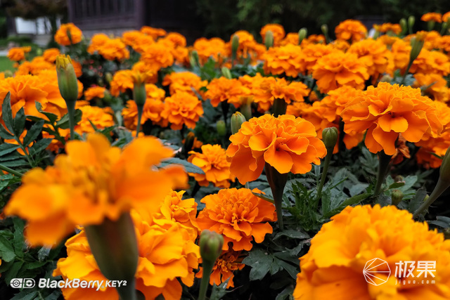 十年莓粉上手黑莓KEY2,经典与实用兼具的情怀机又回来了 十年莓粉上手黑莓KEY2,经典与实用兼具的情怀机又回来了