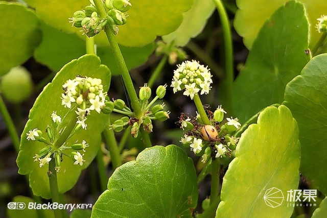 十年莓粉上手黑莓KEY2,经典与实用兼具的情怀机又回来了 十年莓粉上手黑莓KEY2,经典与实用兼具的情怀机又回来了