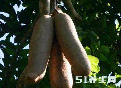 吊灯树 吊灯树