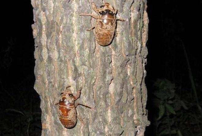 农村知了猴数量越来越少,真的是人为大量捕捉导致的吗?