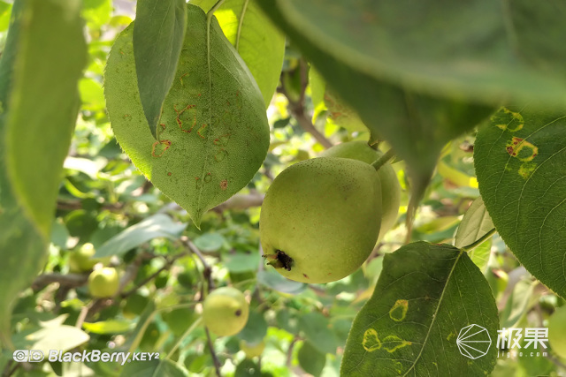 十年莓粉上手黑莓KEY2,经典与实用兼具的情怀机又回来了 十年莓粉上手黑莓KEY2,经典与实用兼具的情怀机又回来了