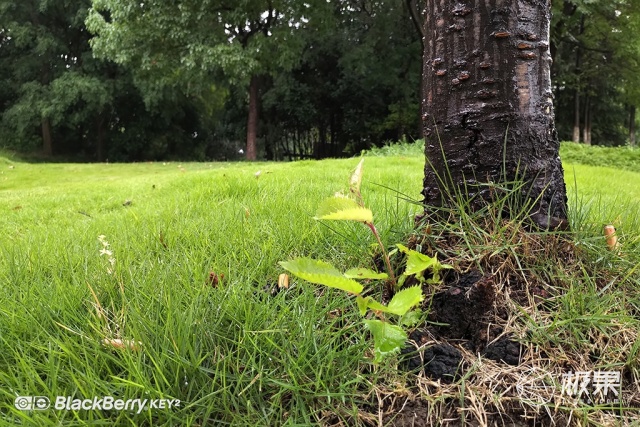 十年莓粉上手黑莓KEY2,经典与实用兼具的情怀机又回来了 十年莓粉上手黑莓KEY2,经典与实用兼具的情怀机又回来了