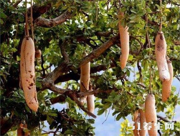 吊灯树 吊灯树