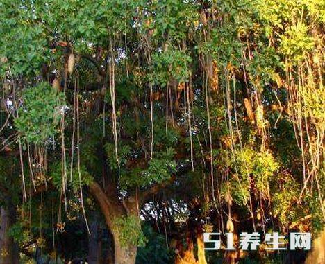 吊灯树 吊灯树