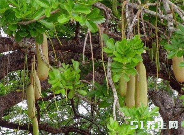 吊灯树 吊灯树