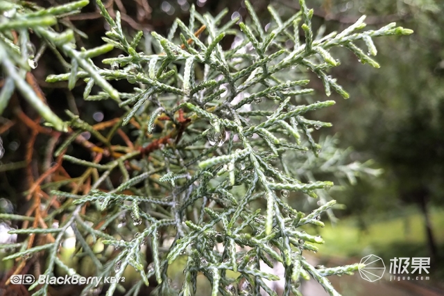 十年莓粉上手黑莓KEY2,经典与实用兼具的情怀机又回来了 十年莓粉上手黑莓KEY2,经典与实用兼具的情怀机又回来了