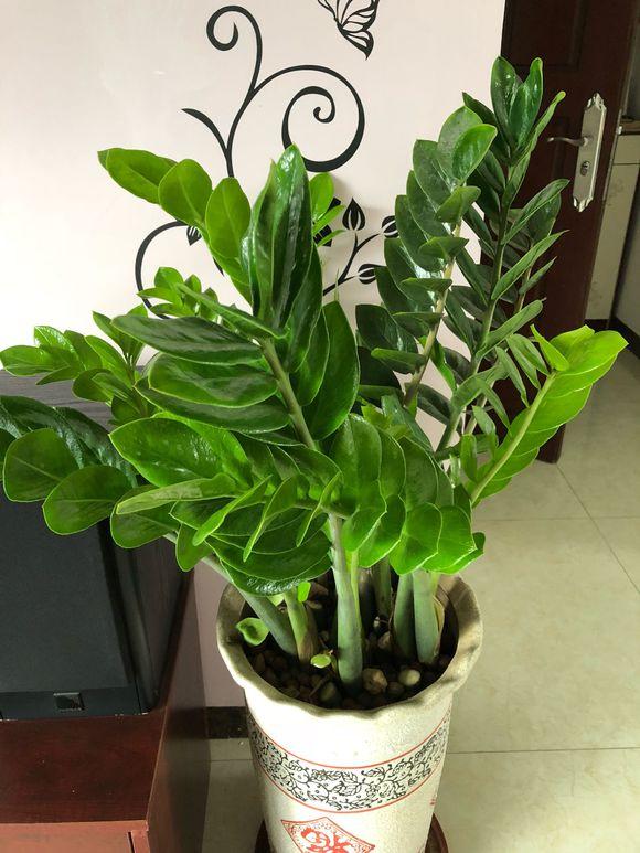 金钱树,烂根黄叶都不怕,这样养加1料,叶片绿油