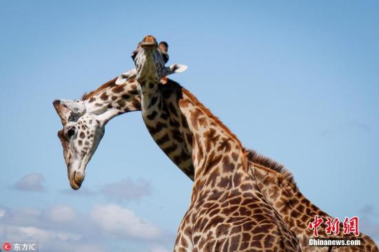 女子猎杀长颈鹿后上传合照引争议 辩称非罕见物种