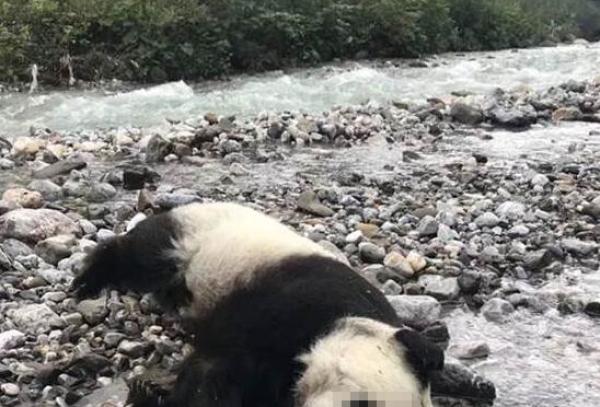 专家回应大熊猫溺亡质疑：最好的保护是让它适应自然