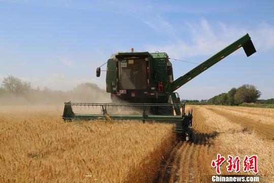 新疆兵团北部4.7万亩小麦开镰收割 小麦丰产农户增收