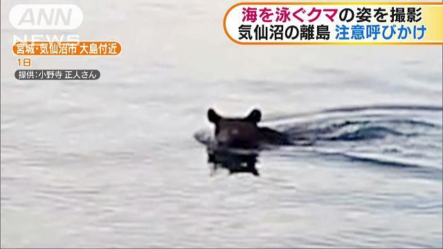 游泳健将？日本宫城附近海域惊现一只黑熊从海上游往陆地