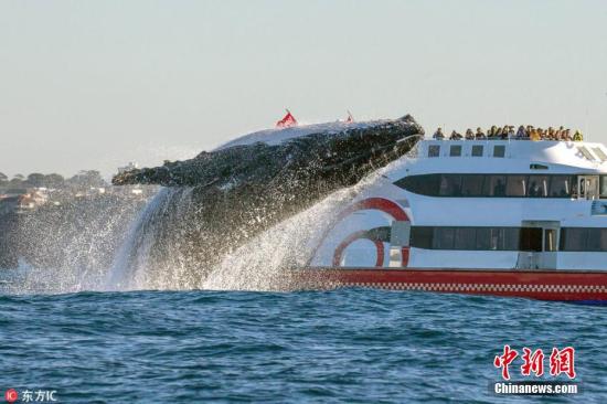 华媒：近观鲸鱼跃水面 巴拿马进入7月最佳赏鲸季
