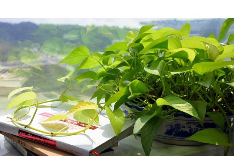 阿司匹林是怎么促进植物生长的？来看看它的园艺作用