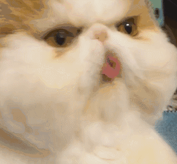 但是区别于可爱的宠物布偶猫和高贵的波斯猫,我们的加菲猫最喜欢学习