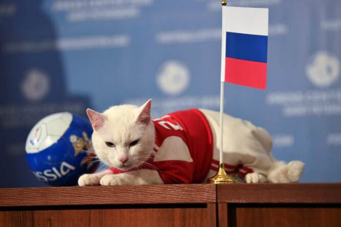 2018世界杯:宠物界同步开锣