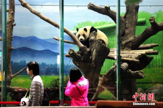 大猫熊圆仔将办5岁庆生会 台北动物园送特制蛋糕