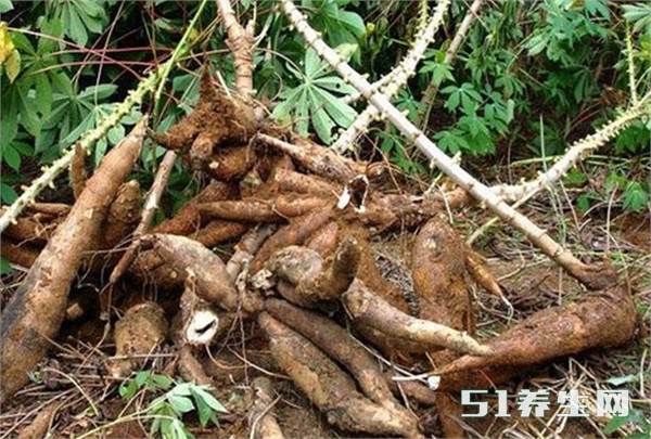 木薯 木薯