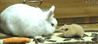 爆笑gif:一个人在家,看到什么东西都想砸