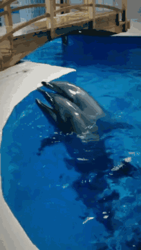 壁纸 海底 海底世界 海洋馆 水族馆 204_360 gif 动态图 动图