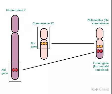 费城染色体易位产生的融合基因