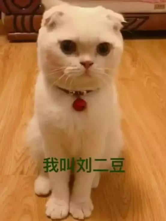 厉害了!抖音网红粉丝排行榜