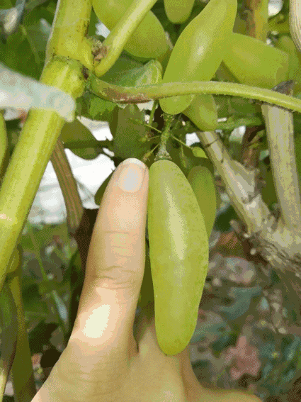 果实 蔬菜 植物 种子 425_567 竖版 竖屏 gif 动态图 动图