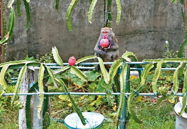 台湾火龙果价格暴跌农民弃收 让猴子吃到饱