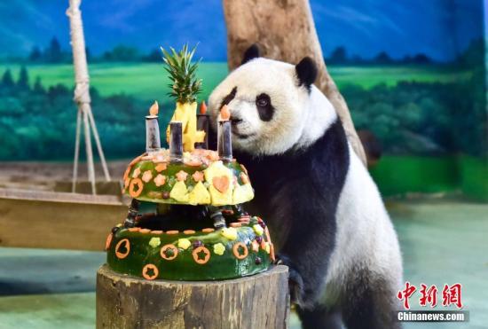 大熊猫“圆仔”在台北庆祝5岁生日 园方愿早日“成双”
