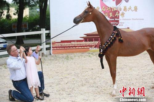 中国首届阿拉伯马大赛将拉开帷幕 40匹马参与角逐