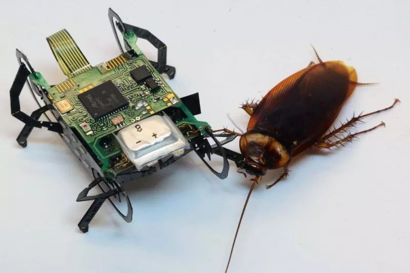 新基因编辑技术可修复精子缺陷；蟑螂机器人能用于水下探索丨科技早新闻