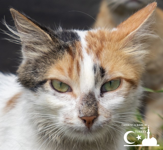 卡片机玩专业 佳能G1 X III性能全解析 