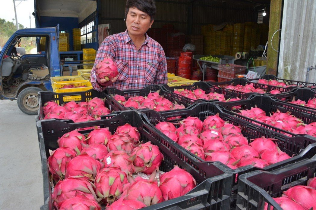 台湾红龙果价格也快崩了 果农弃收止血让猴子吃到饱