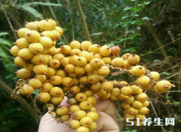 黄藤的种子 黄藤的种子