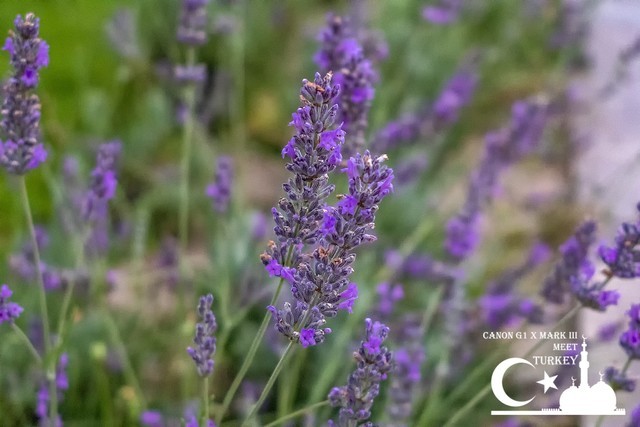 卡片机玩专业 佳能G1 X III性能全解析 