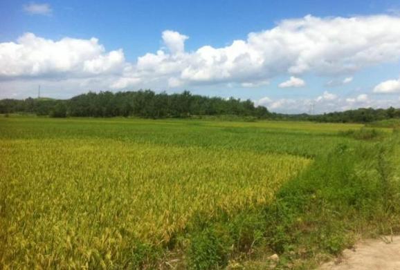 非集体企业就办不了集体土地使用权证吗?