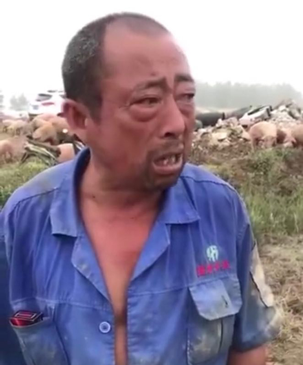 安徽老人目睹养猪场被冲垮痛哭：部分猪被人捞走不愿归还