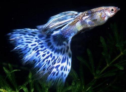 爱宠·秀|养孔雀鱼记