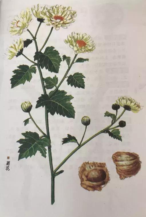 全新解读中药--菊花