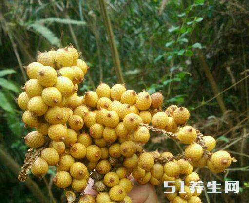 黄腾 黄腾