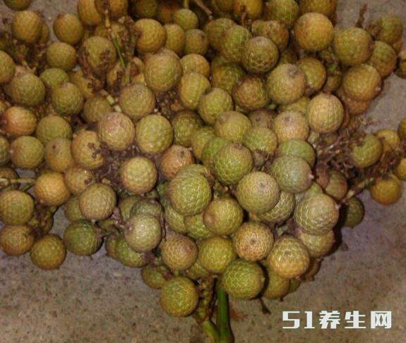 黄藤不仅有制作价值 黄藤不仅有制作价值