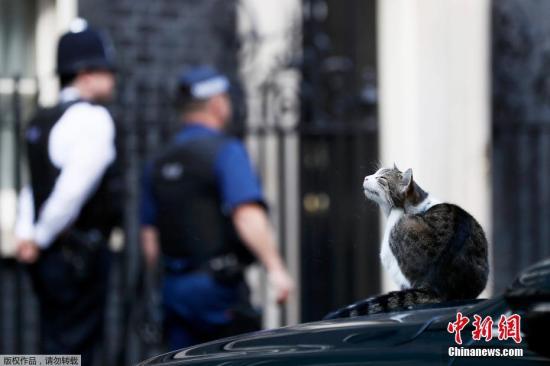 英两位内阁部长相继离职 首相府“御猫”:我哪都不去