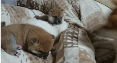 392_210 gif 动态图 动图