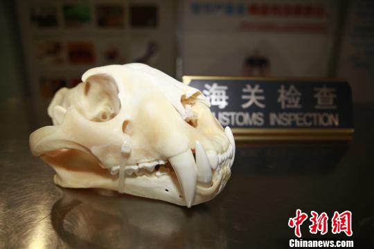 旅客违规携带30厘米长珍稀虎头骨 南京海关查获