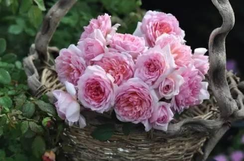 粉色是甜美的荔枝味~