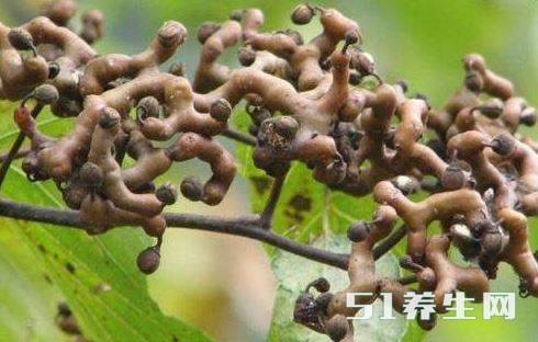 拐枣 拐枣
